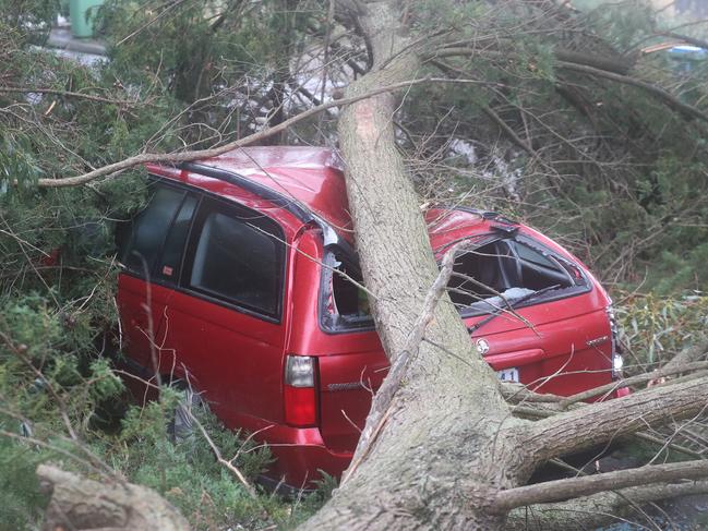 MELBOURNE, AUSTRALIA - NewsWire Photos, OCTOBER 29, 2021. Wild winds sweep across Victoria. Many large pine trees are down in Wimbledon Avenue in Mount Eliza including this one that hit a car. Picture: NCA NewsWire / David Crosling