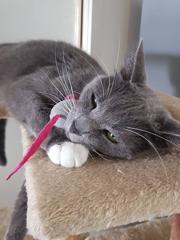 Our cat Zeus. Picture: Jordan Flett.