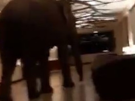 The elephant was filmed walking through the hotel.