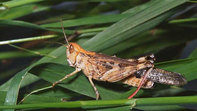 Australian Plague Locusts are being found in parts of Victoria.