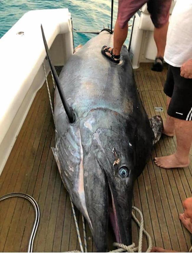 RECORD ATTEMPT: Could this black marlin caught off Lady Musgrave be the biggest ever caught?