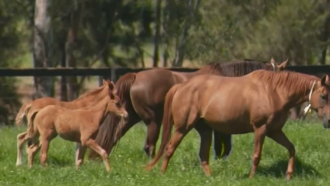 Horses are ‘still changing people’s lives’ in the 21st century