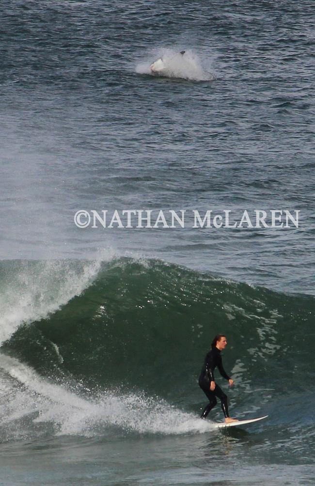The epic shot of surfer Daniel and the great white. Picture: Nathan McLaren