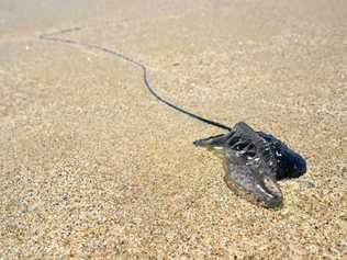 STINGERS: Beach goers were treated for bluebottle stings over the weekend. Picture: Marc Stapelberg