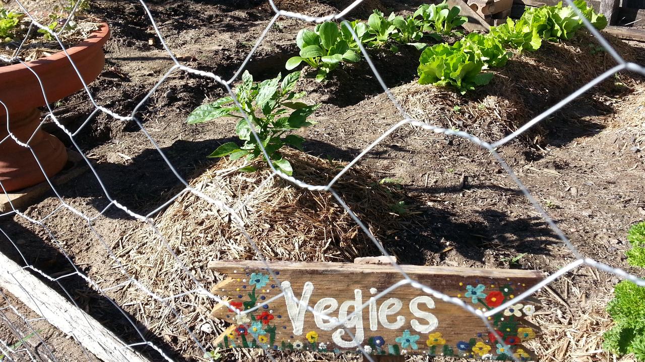 The isolation-created veggie patch continues to grow. Now it's time to start a second backyard food source.