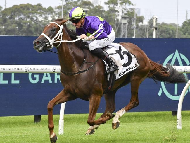 Invader Zim can kick off his campaign with a win at Randwick on Saturday. Picture: Bradley Photos