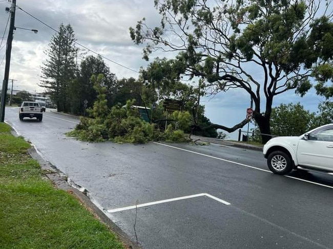 A tree down at Woody Point north of Brisbane (Facebook image)