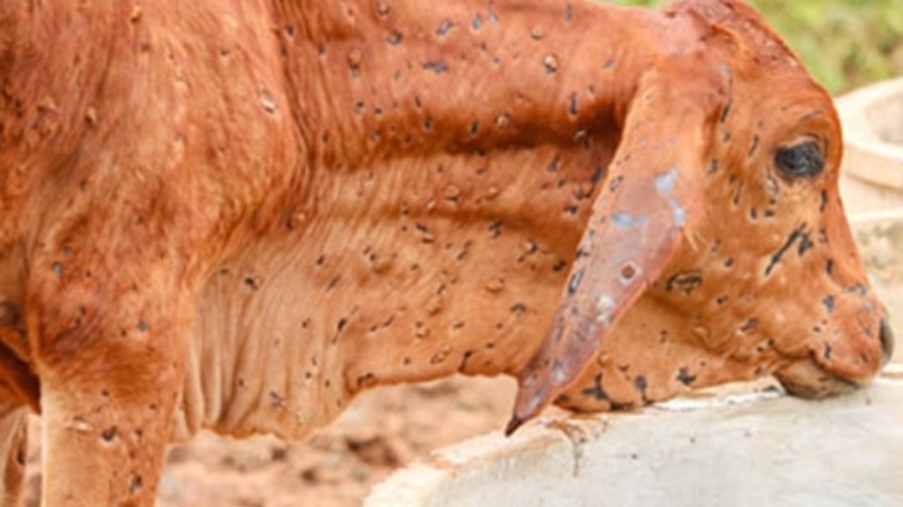 Coalition’s lumpy skin disease pledge to NT cattlemen