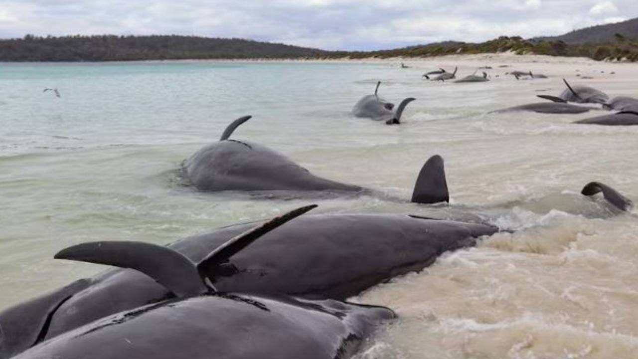 PHOTOS: Super Pod of 200 Pilot Whales Die in Mass Stranding in Australia