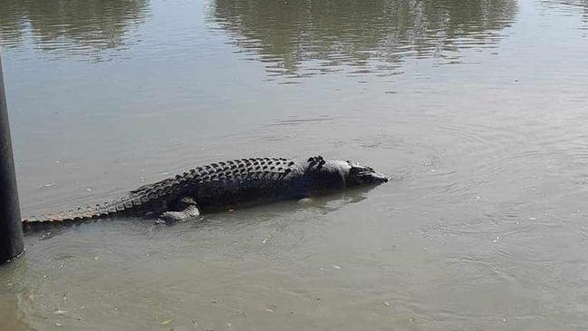 Unverified reports from the Gulf claim up to 14 crocs have been shot on the Norman River near the town of Normanton. Picture: Tim