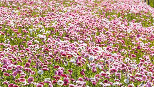 A bright pink carpet of paper daisies is an impressive and very early sight for the end of winter at Mount Annan Picture: Glenn Smith