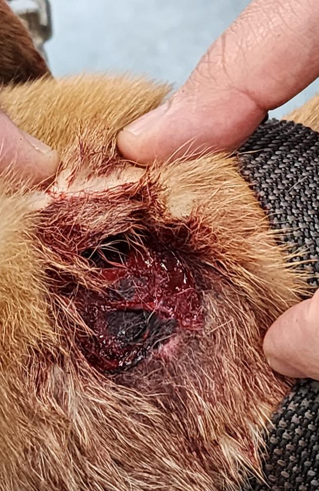 JJ the pet greyhound was attacked and suffered several serious and deep bites from two aggressive canines while being walked at the Barron Gorge above Lake Placid on March 10, 2023. Picture: Supplied