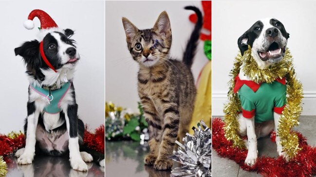 the 12 strays of the christmas pictures