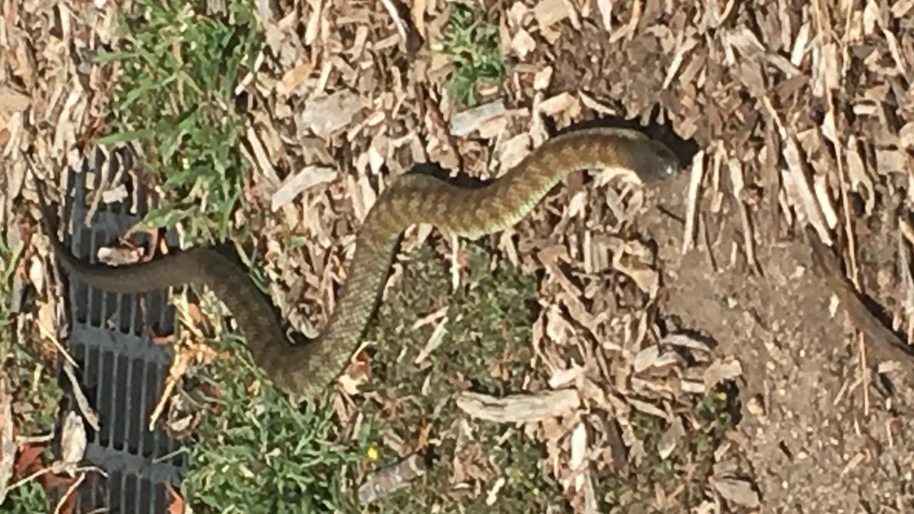 Tiger snake found at Possum Hollow park in Heidelberg | Herald Sun