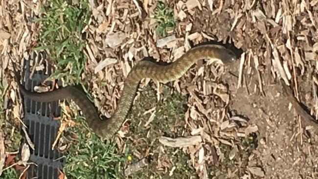 The tiger snake found in Possum Hollow playground in Heidelberg.