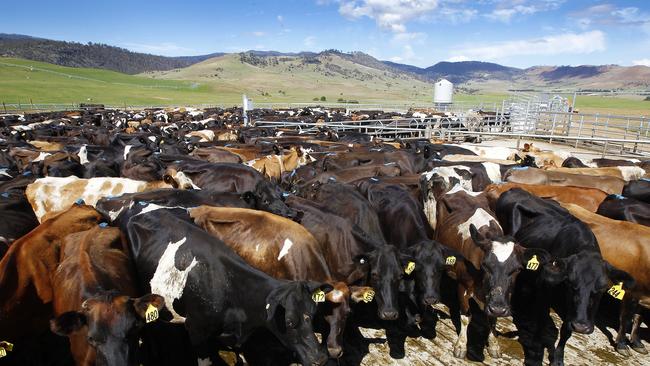 Tasmanian dairy farms are bucking the national trend, tapping into some of the state’s 18 irrigation schemes and lifting the production this season by 2.3 per cent.