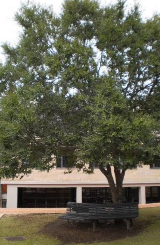 A mature Chinese elm slated for removal at Joeys’ grounds. An arboricultural report says “major root loss is expected” at this site.