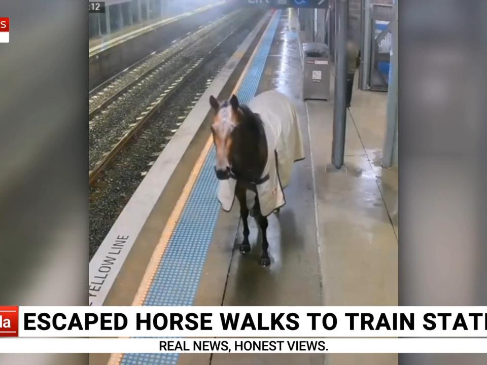 Escaped horse gallops into NSW train station
