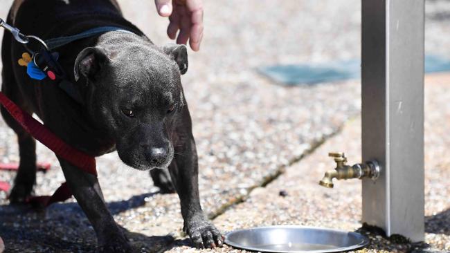 Ash seemed to take a sudden dislike to the water dish as the poisonings were discussed.