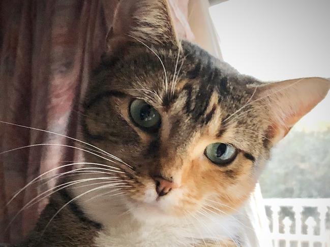 SA's cutest cat, Mischief from Glenside  is a 4-year-old who was adopted from Paws and Claws after her litter of kittens were weaned and adopted out. She’s been mis-named as she’s a well behaved kitty who loves napping in the sun or on a nice, warm lap. Picture: Pamela Sim