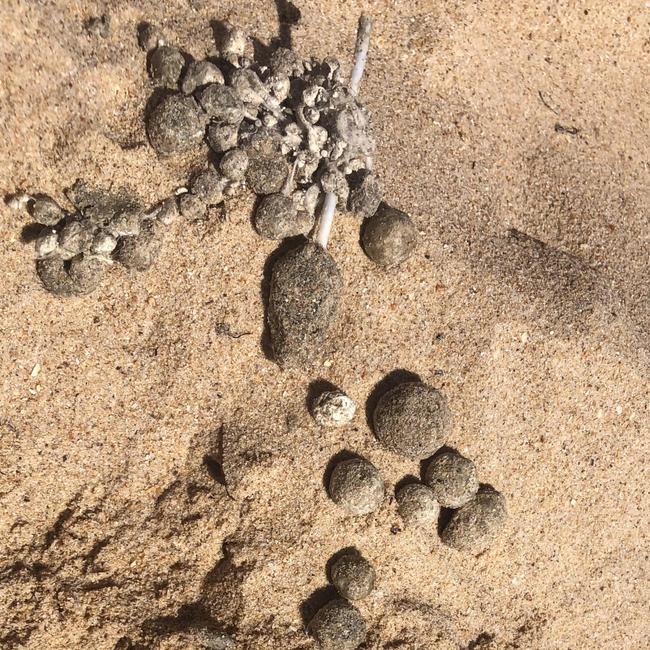 Another clump of balls at Dee Why. Picture: Jim O’Rourke