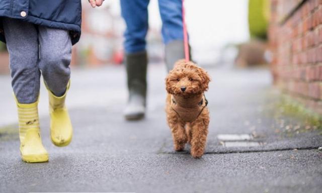 Cavoodle Dogs Owners Guide To Raising The Breed Kidspot