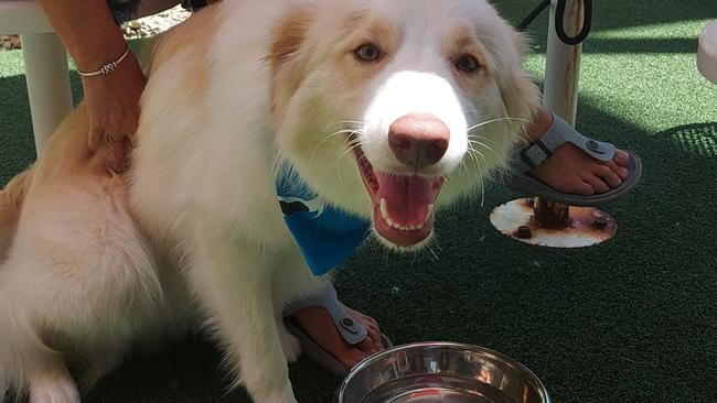 A paw-fect menu available for dogs at the Palm Cove Tavern with its special puppy meals has been popular with customers on two legs and four.