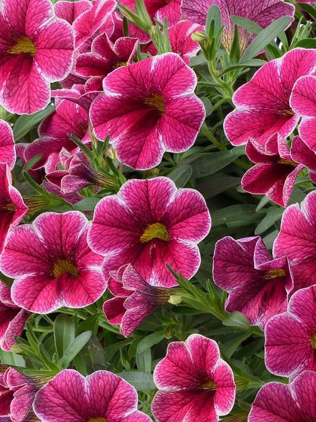 Calibrachoa Colibri ‘Cherry Lace’