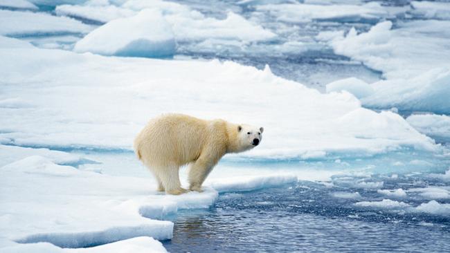 It’s the first of three bear encounters on the expedition, each one “a gift”.