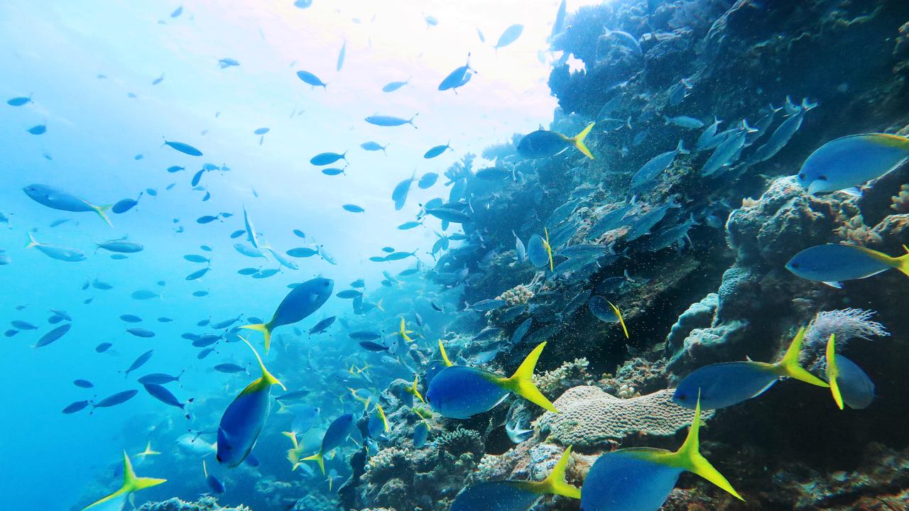 The Great Barrier Reef is responsible for creating about 64,000 jobs a year. Picture: Brendan Radke