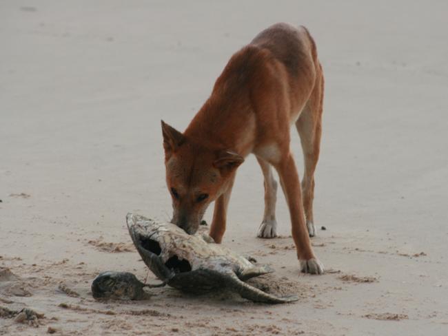 A dingo having a feed on fish on Fraser Island.