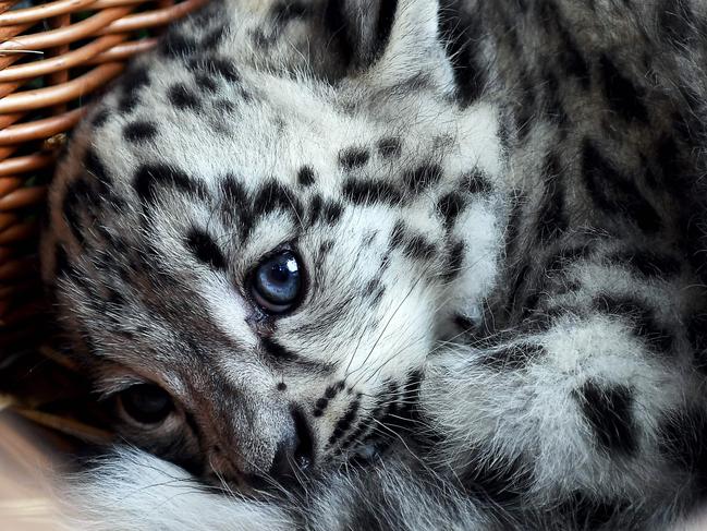 A baby snow leopard lays in a basket at the Tierpark zoo in Berlin as he gets his first vaccination on August 10, 2017. The male snow leopard was born on June 13, 2017 and still has no name. Picture: Britta Pedersen /AFP