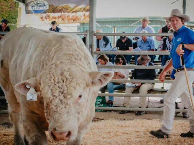 Mount William Charolais stud principal Rob Abbott in the ring at last week's autumn bull sale. PICTURE: Madeleine Stuchbery.