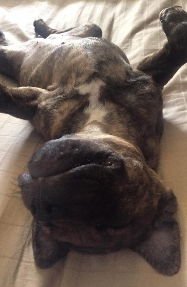 Ipswich Cutest Dog Competition 2022: Jode A Maree's dog #1.