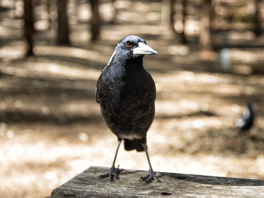 Ah, magpies. Picture: iStock