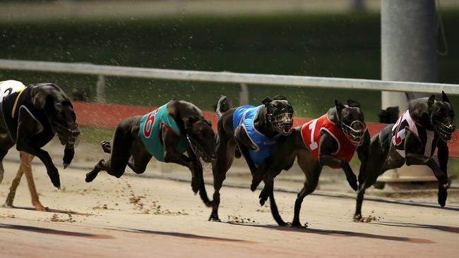 NSW Opposition Leader Luke Foley has vowed to fight a ban on greyhound racing in NSW. Picture: Jack Tran