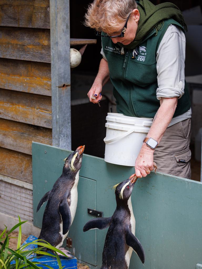 Taronga Zoo Senior Marine Keeper Jo Walker feeds the Fiordland penguin breeding pair Ed and Dusky. Picture: Taronga Zoo