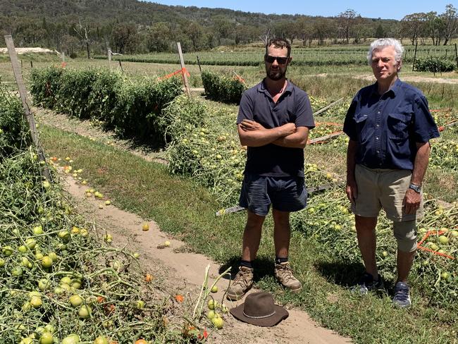 Third-generation grower Simon Gasparin with his dad,Terry, alongside destroyed crops (Photo: James Lister MP)