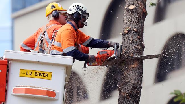 Workers are cutting down more trees to make way for the Metro Tunnel works around Domain Interchange. Picture: Alex Coppel.