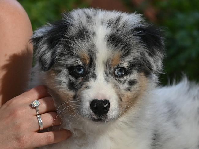 22/01/21. Georgia McConnell with her 9 week old Australian Shepherd, Eddy. Prices of puppies have gone up considerably in price during the CV19 lockdown.Picture: Keryn Stevens