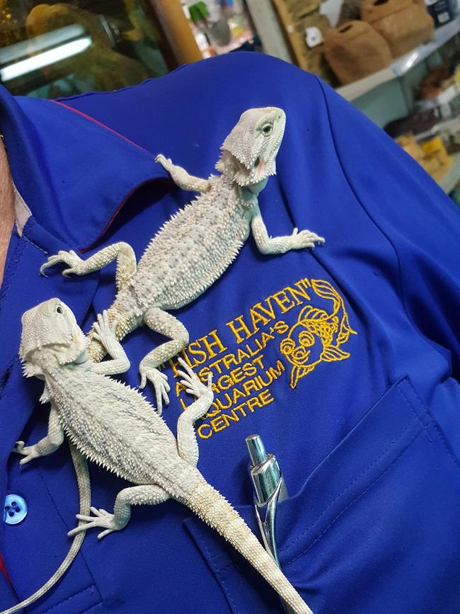 Two lizards clamber on a Fish Haven employee. Picture: Facebook