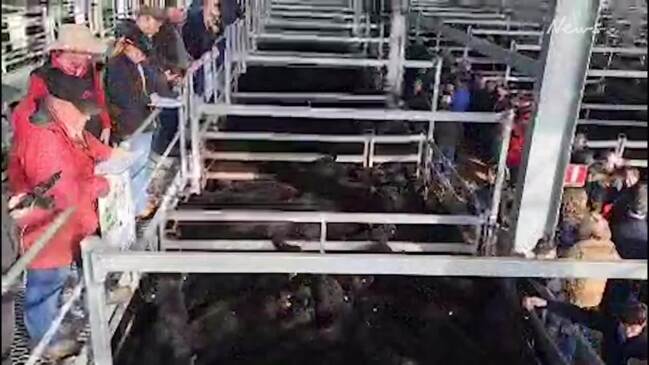 Ballarat cattle sale