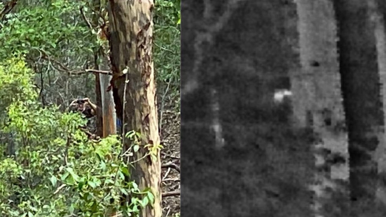 Australian Yowie Research founder Dean Harrison says he snapped this shot (right) during an encounter with a yowie in D’Aguilar National Park early this year. His mate Buck is pictured in the left image for comparison. Picture: Supplied