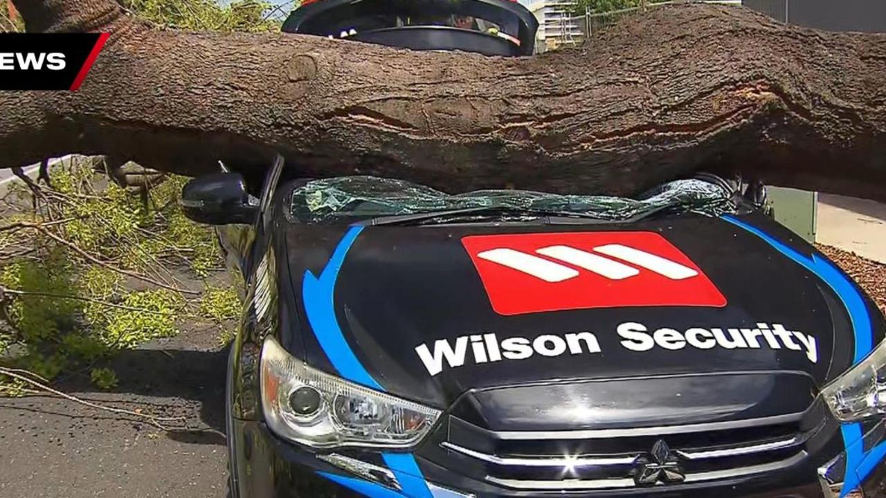 How did someone survive this?! Massive tree topples on car