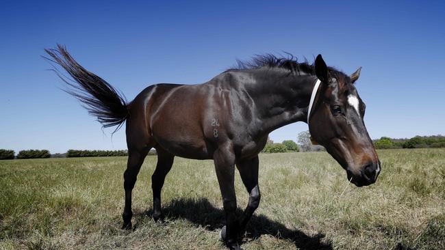 Imperatriz in foal at Yulong Stud Picture: Michael Klein