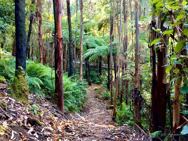 The reopened Jehosaphat Gully Walking Track in the Kinglake National Park.