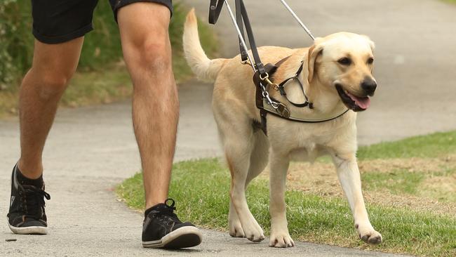 Cirianni claimed he loved Guide Dogs Victoria while confessing to his crimes. Picture: Stuart Milligan