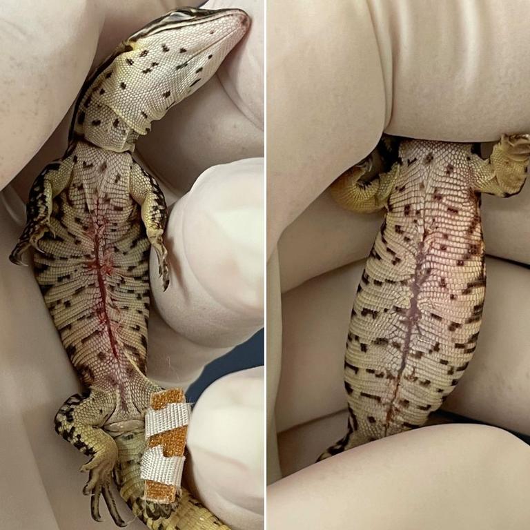 Stitch the spiny-tailed monitor immediately after surgery and at a later check up. Photo: The Unusual Pet Vets