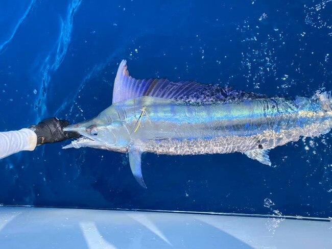 A marlin caught by Will Travers, 8, in the Lucinda Light Tackle competition.