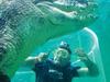 Croc and balls: Saltie nuts on show at Crocosaurus